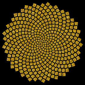 向日葵种子-黄金比例-金色螺旋-斐波那契螺旋