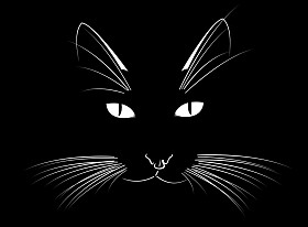 一只猫的脸