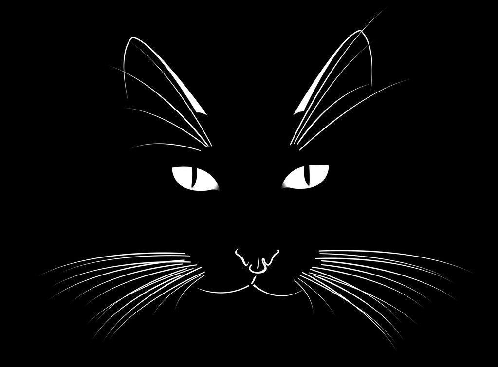一只猫的脸