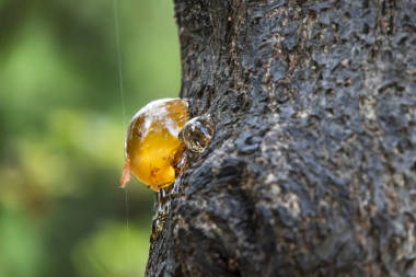 在自然樹上關(guān)閉樹