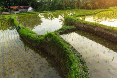 在巴厘岛绿色水稻梯田.图片