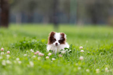 白色和巧克力波美拉尼亚小狗散步户外公园