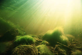 海藻与草湖生态系统水下研究 