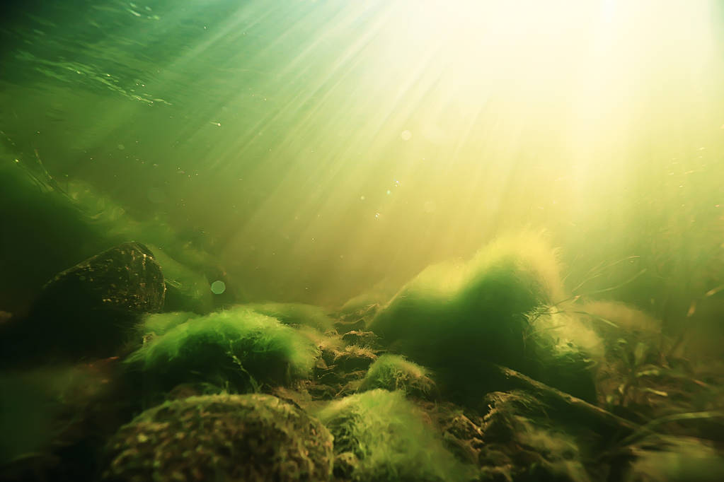 海藻与草湖生态系统水下研究 