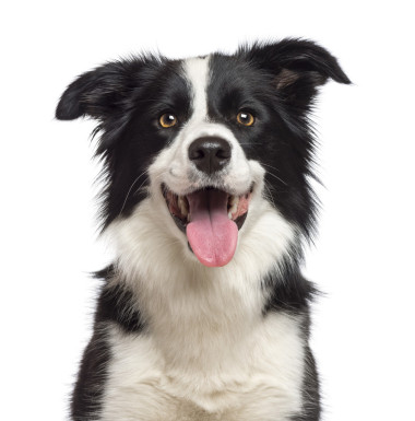 邊境牧羊犬，1.5 歲，看看相機(jī)白色背景的特寫