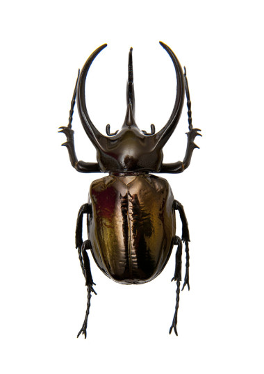 甲壳虫 chalcosoma 图集