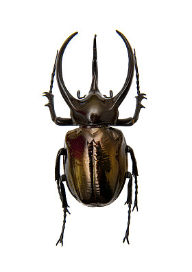 甲壳虫 chalcosoma 图集