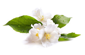 茉莉花，白色背景下的孤立花