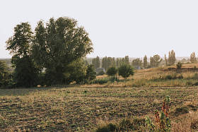 乡村景观与田野树木