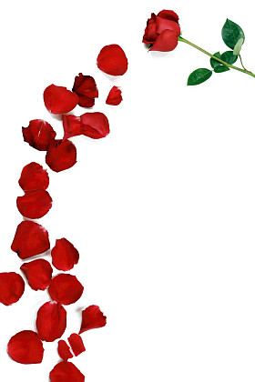玫瑰花瓣花图片