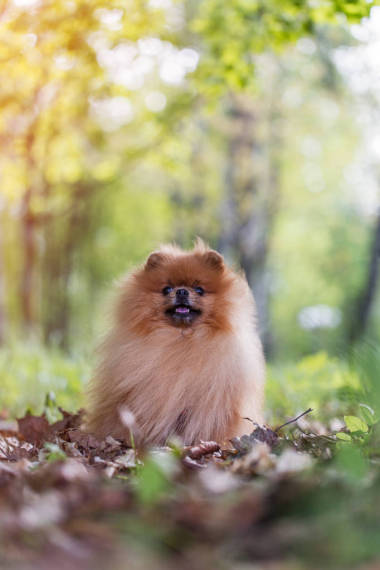 松軟的姜波美拉尼亞史畢茲漫步在綠色夏日公園
