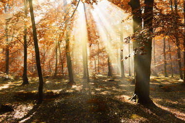 美麗的早晨與陽光在森林