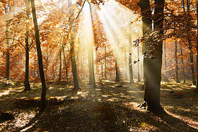 美丽的早晨与阳光在森林