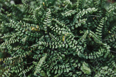 綠色蕨類(lèi)植物葉片在花園中的關(guān)閉
