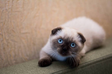 小貓?zhí)K格蘭直, 砍耳朵蓬松, 動物樹