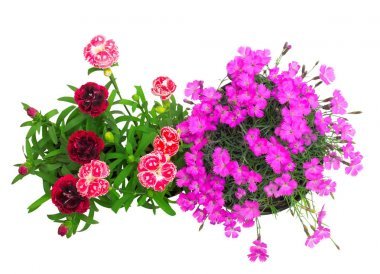 花康乃馨在白色背景下分離。平躺, 頂部視圖