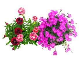 花康乃馨在白色背景下分离。平躺, 顶部视图