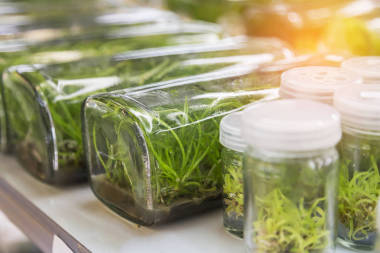 关闭兰花植物组织培养植物学苗圃在实验室货架上生长