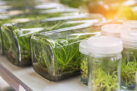 关闭兰花植物组织培养植物学苗圃在实验室货架上生长