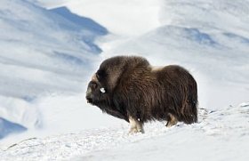 挪威寒冷的冬天, 在雪 Dovrefjell 山上站立的雄性麝香牛 (Ovibos moschatus) 的特写