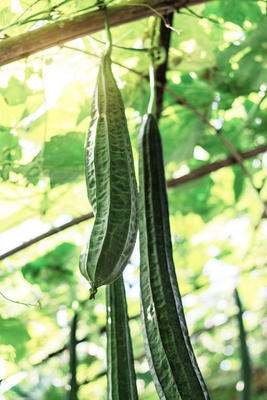 泰國農(nóng)村種植西葫蘆廣場.圖片