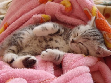 睡覺(jué)的小貓