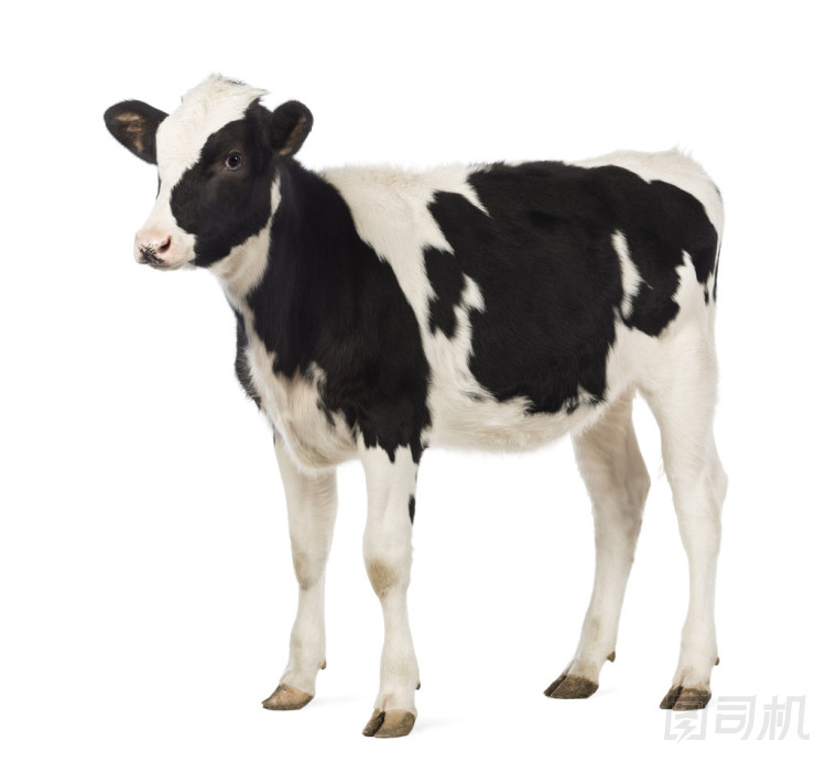 小牛肉、 8 個(gè)月大，東張西望的前面白色背景