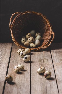 鄉(xiāng)土木桌柳條籃中的有機(jī)鵪鶉蛋
