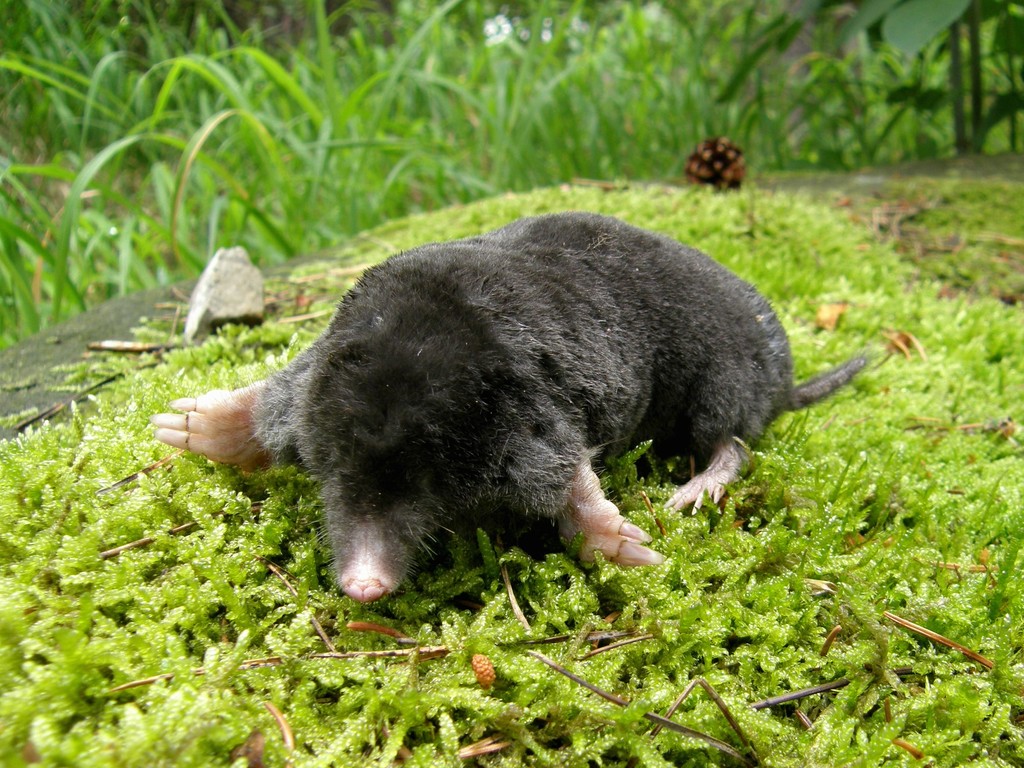 苔藓上痣