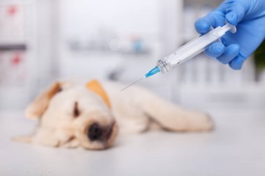小狗躺在檢查臺上的獸醫(yī)-即將獲得疫苗, 手持注射器在前景