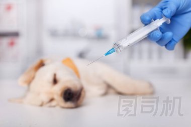 小狗躺在檢查臺上的獸醫(yī)-即將獲得疫苗, 手持注射器在前景