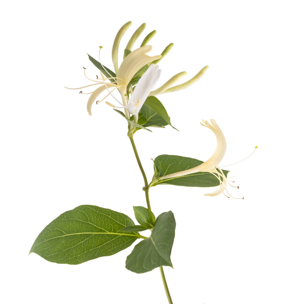 白色背景的花和叶子的金银花
