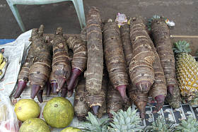 亚洲外来蔬菜与马铃薯相似的新鲜收获