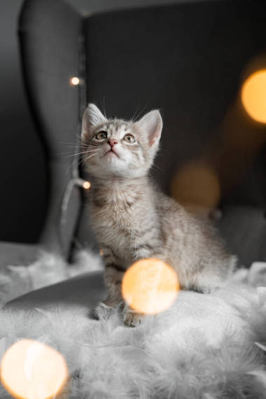 一只小灰猫透过窗户看图片