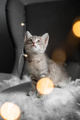 一只小灰猫透过窗户看图片