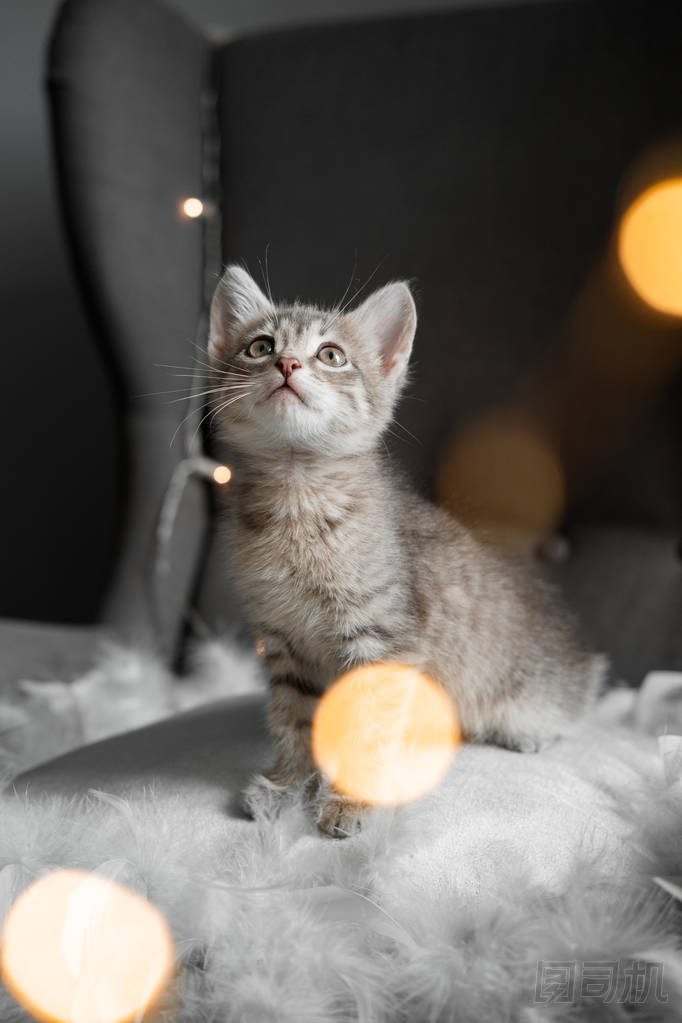 一只小灰貓透過窗戶看圖片