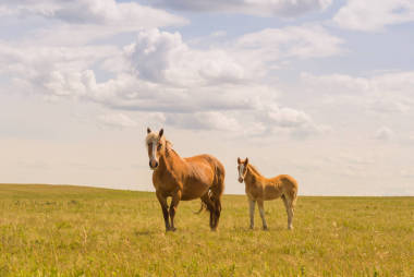 褐色的母马和马驹站在一片多云的天空下的绿色牧场