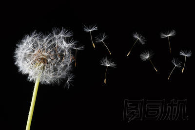 吹蒲公英圖片