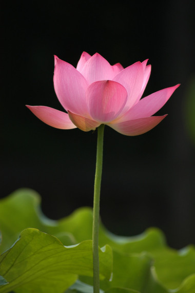 蓮花