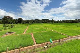 斯里兰卡狮岩稻田