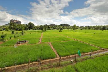 斯里蘭卡獅巖稻田圖片