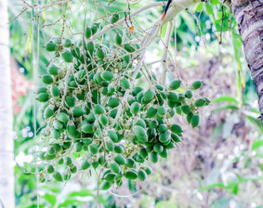 綠色成熟檳榔新鮮檳榔的特寫鏡頭