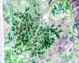 绿色成熟槟榔新鲜槟榔的特写镜头