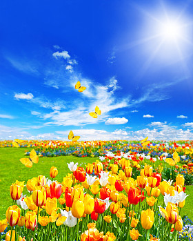 草甸与什锦的花和蝴蝶照片