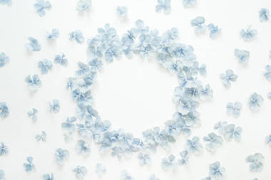 在白色背景下的繡球花花瓣圓框架。平躺, 頂部景觀花樣機