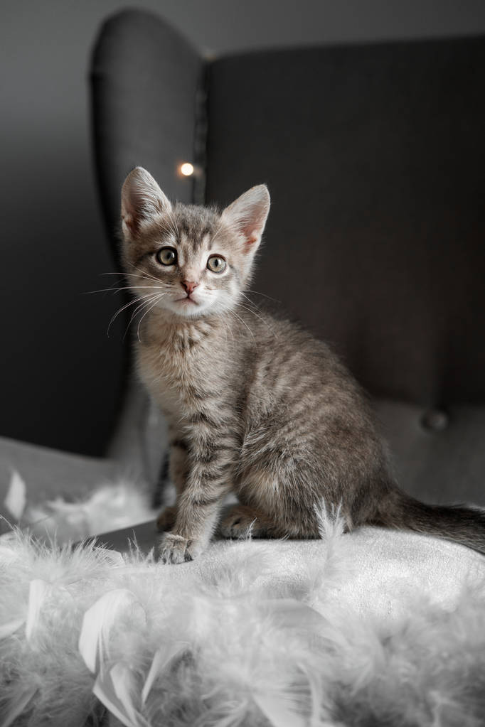 一只可爱的灰色小猫透过窗户看