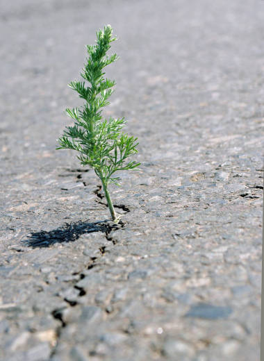沥青中的裂缝。在路上的裂缝里生长的草蒿