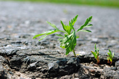 瀝青中的裂縫。在路上的裂縫里生長的草蒿