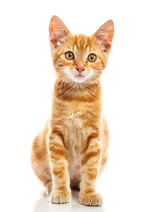 红色小猫