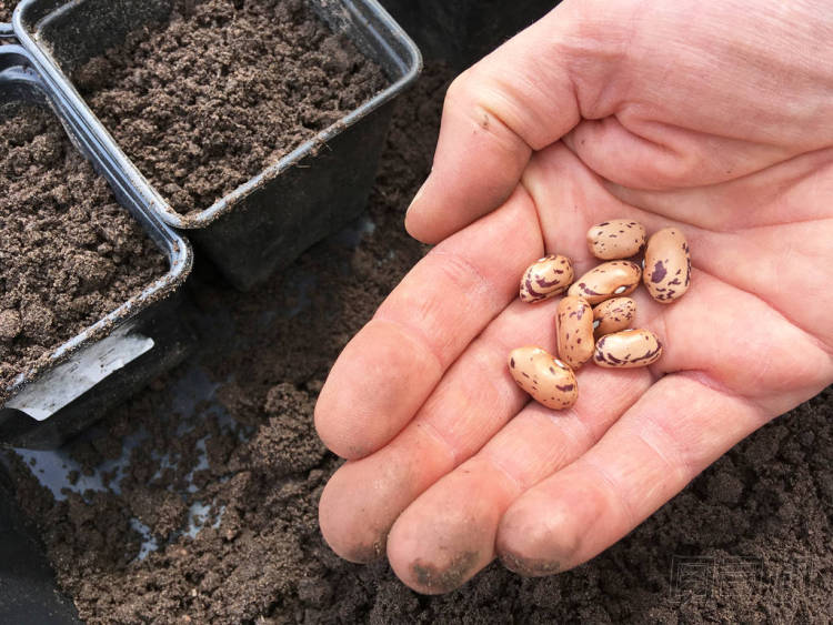 borlotto 豆種子準(zhǔn)備種植的人